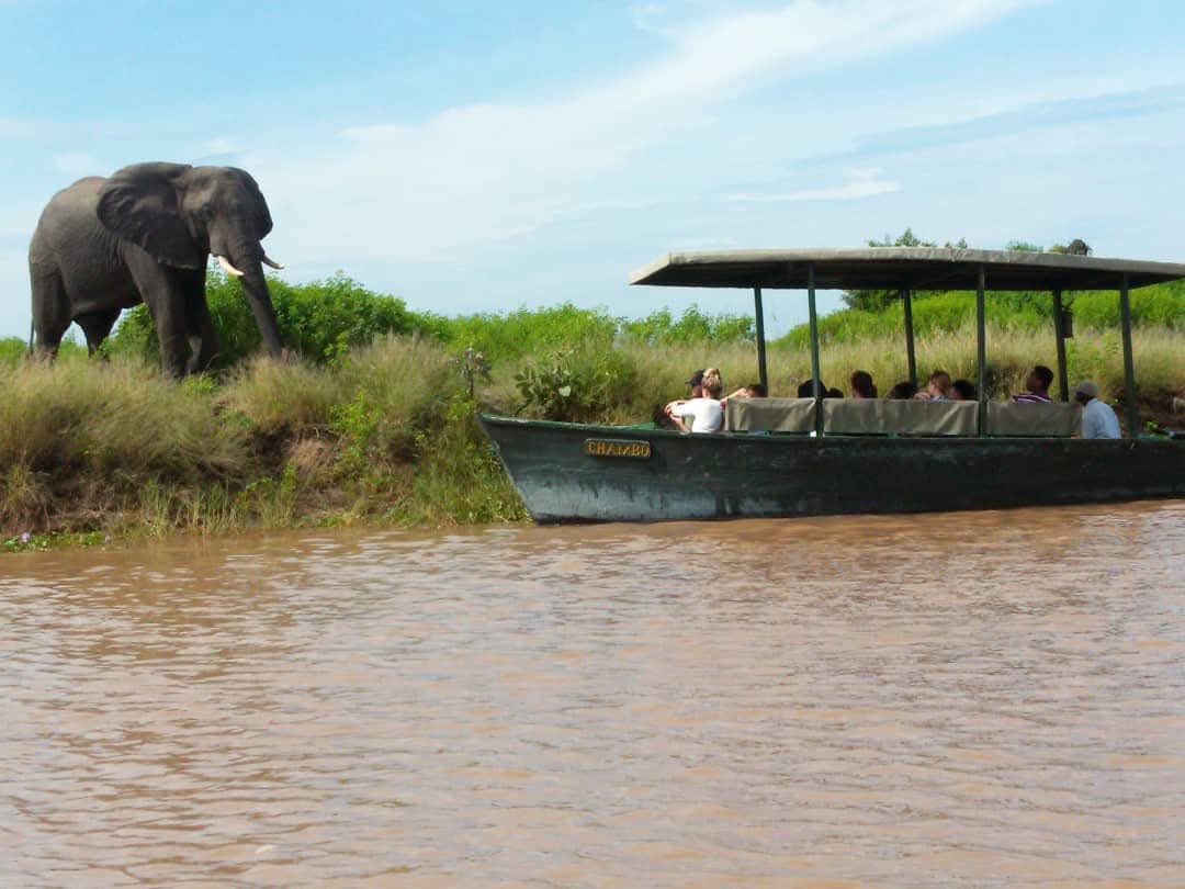 Elephant on the riverbank beside a boat safari on the Shire River