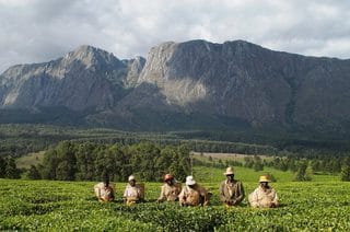 Tea pickers working below the peaks of Mount Mulanje