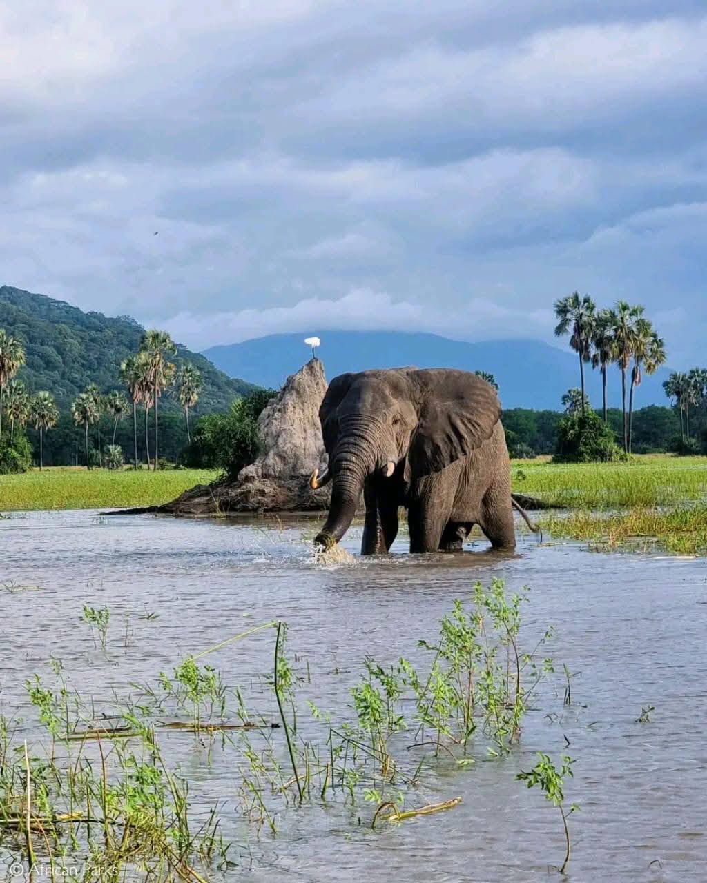 Bull elephant wading through a floodplain in Liwonde National Park